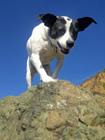Billy the small black and white dog is on top of a rock, looking down at the camera, blue sky in the background.